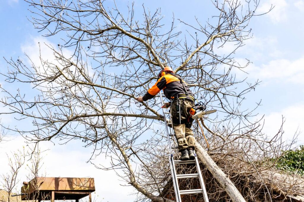 Arborist working high up in the tree canopy with advanced safety gear.