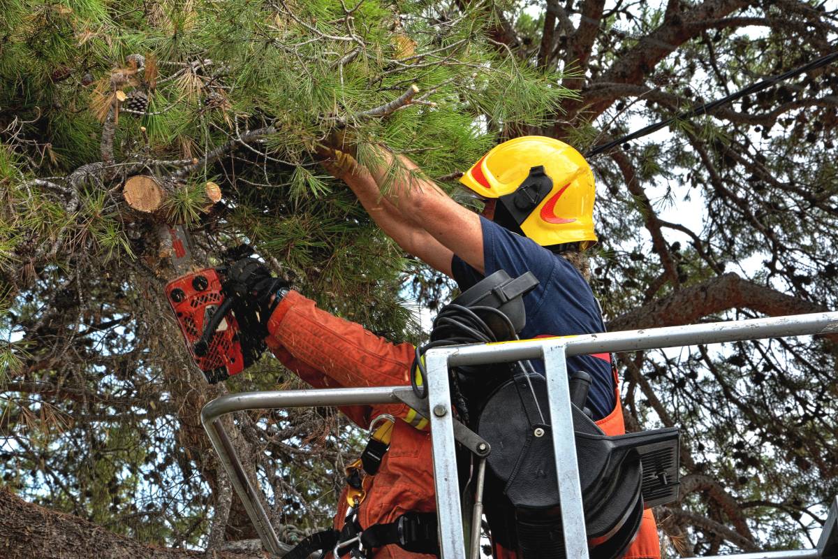 Arborist working methodically on mid-level limbs using ladders and tools.