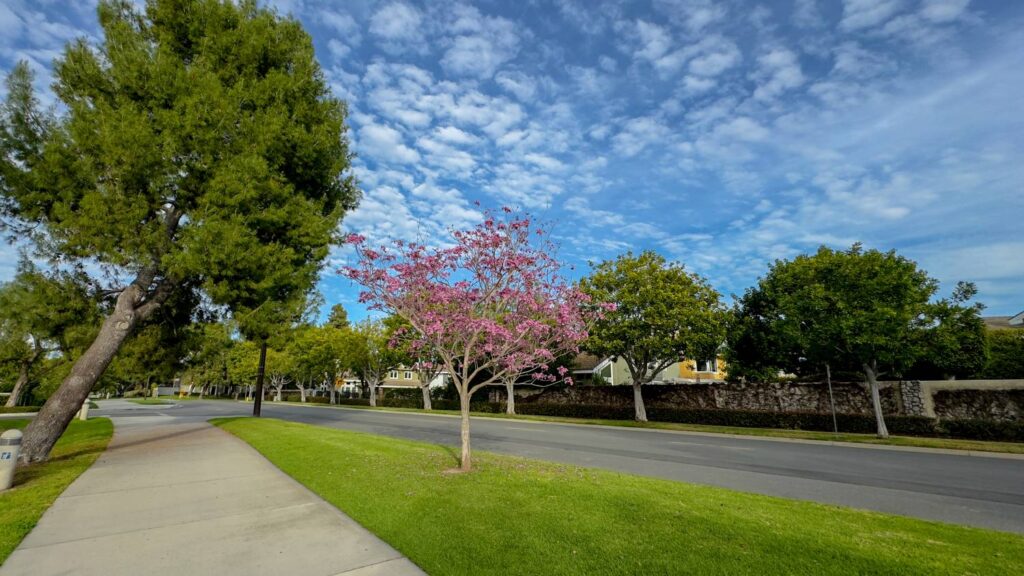 Mature, healthy street trees lining a residential sidewalk and street.