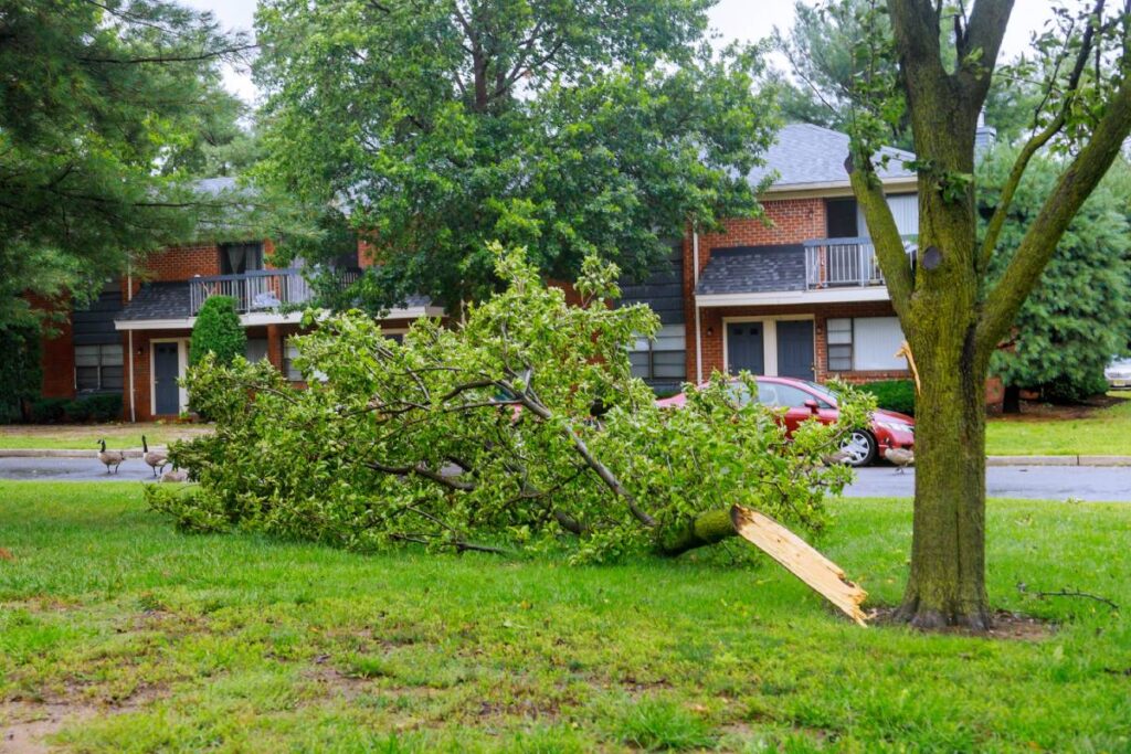 Ground clearing showing significant accumulation of debris and cut limbs.