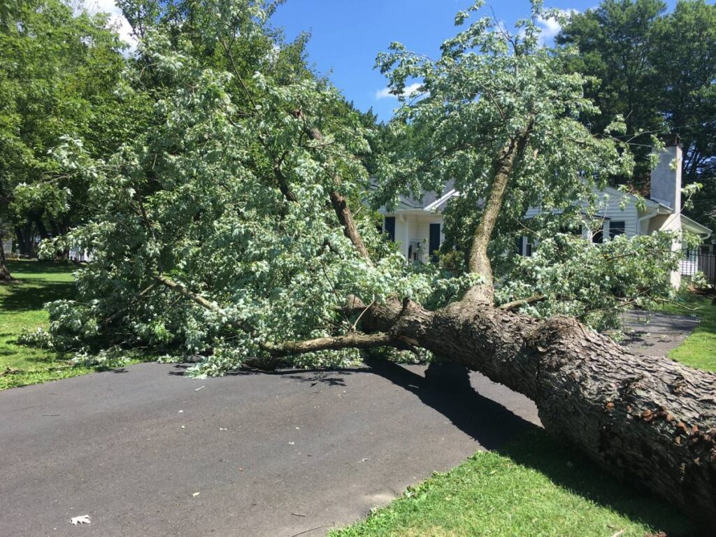 Fallen tree that fell during a storm blocking access to a driveway.