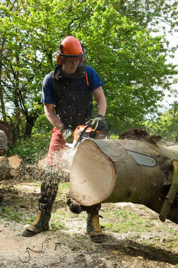 Large crew members working on massive cut trunks and cleared debris.
