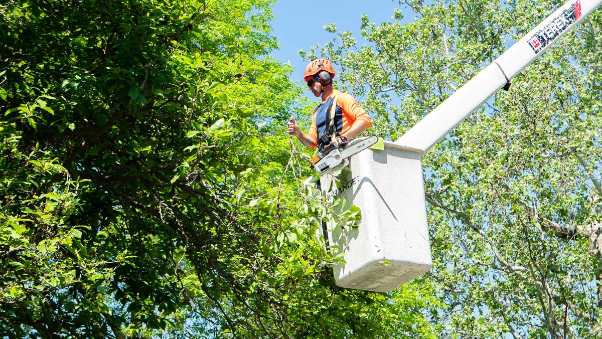 Certified arborist suspended in rigging, safely removing a large tree branch.