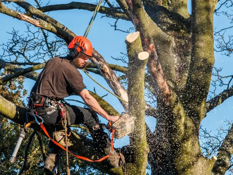Professional arborist using specialized equipment to prune a tree limb at height.